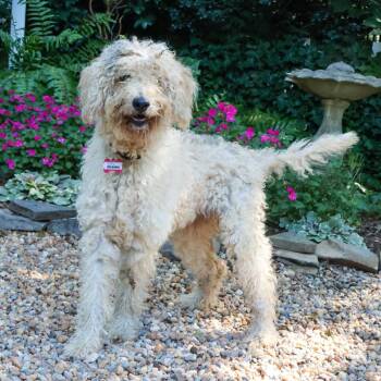 Brianna -  Poodle Dog for Adoption in Wake Forest, North Carolina - Brianna | PetCurious