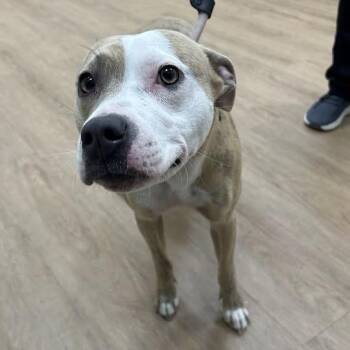 Pit Bull Terrier and Mixed Breed Dogs Available for Adoption - Zaiel | PetCurious