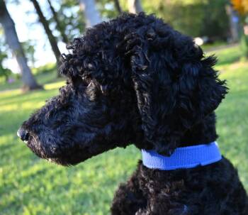 Standard Poodle Dogs Available for Adoption in Mobile, Alabama - Heuy. (Loving And Sweet) | PetCurious