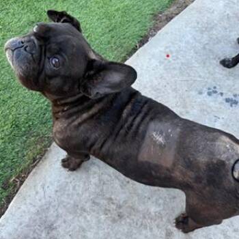 French Bulldog Dogs Available for Adoption - Pumbaa | PetCurious