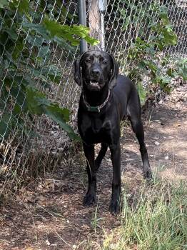 Koba -  Black Labrador Retriever Dog for Adoption in Big Rapids, Michigan - Koba | PetCurious