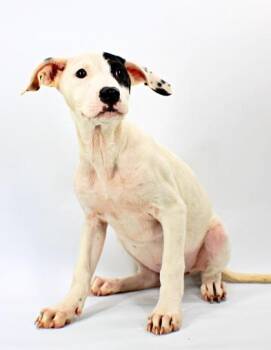 Panther -  Labrador Retriever and Border Collie Dog for Adoption in Morton Grove, Illinois - Panther | PetCurious