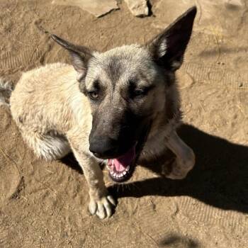Bubbles -  Mixed Breed Dog for Adoption in Hemet, California - Bubbles | PetCurious