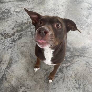 Brutus -  Mountain Cur Dog for Adoption in Edinburg, Virginia - Brutus | PetCurious