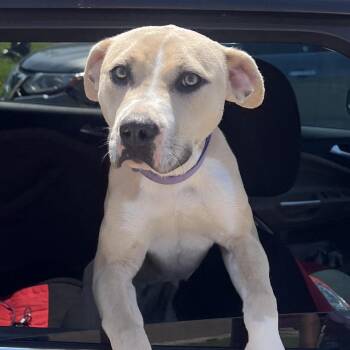 Praline -  Yellow Labrador Retriever and Mixed Breed Dog for Adoption in East St. Louis, Illinois - Praline | PetCurious