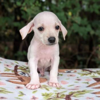 Coquina 07-1518 -  Dachshund and Chihuahua Dog for Adoption in Tyrone, Georgia - Coquina 07-1518 | PetCurious
