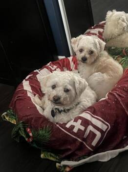 Maltese Dogs Available for Adoption in El Cajon, California - Alan / Cody | PetCurious