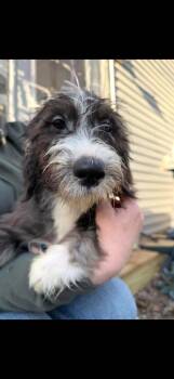 Goldendoodle Dogs Available for Adoption in Dorr, Michigan - Lady Whistledown | PetCurious