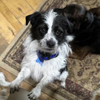 Scrappy -  Shih Tzu and Terrier Dog for Adoption in Potomac, Maryland - Scrappy | PetCurious