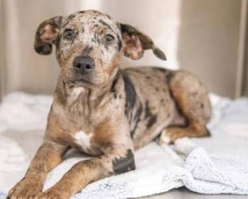 Rescue Mixed Breed Dogs for Adoption in Carrollton, Texas - Oakley | PetCurious