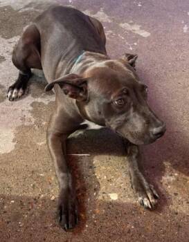 61539184 -  American Staffordshire Terrier and Mixed Breed Dog for Adoption in El Paso, Texas - 61539184 | PetCurious