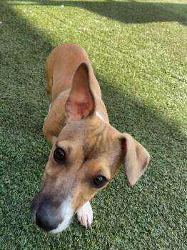 Howard -  Terrier Dog for Adoption in Seguin, Texas - Howard | PetCurious