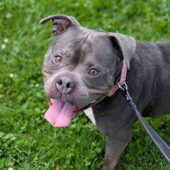 Rescue Pit Bull Terrier Dogs for Adoption in Syracuse, New York - Betty White | PetCurious