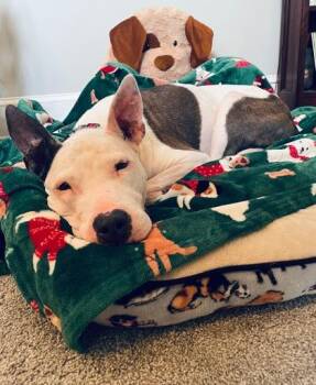 Bull Terrier and Mixed Breed Dogs Available for Adoption in Kansas City, Missouri - Sierra Leone | PetCurious