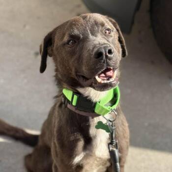 Labrador Retriever and Mixed Breed Dogs Available for Adoption in Olathe, Kansas - Duffy | PetCurious
