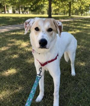 Retriever and Shepherd Dogs Available for Adoption in Broomfield, Colorado - WILMA | PetCurious