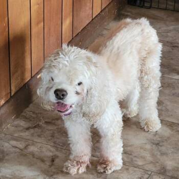 Beacon -  Cocker Spaniel Dog for Adoption in Tunkhannock, Pennsylvania - Beacon | PetCurious