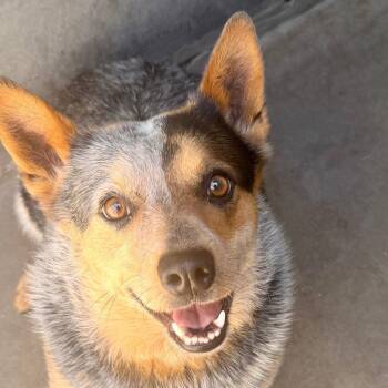 Australian Cattle Dog Blue Heeler and Terrier Dogs Available for Adoption in Bloomfield, Connecticut - Aurora Borealis | PetCurious