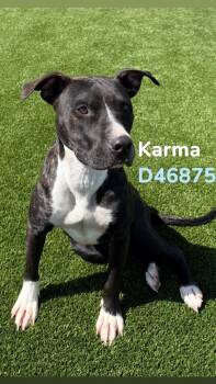 Mixed Breed and Pit Bull Terrier Dogs Available for Adoption in Clarksville, Tennessee - Karma | PetCurious