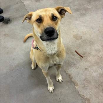 Mixed Breed Dogs Available for Adoption in Corbin, Kentucky - Odin | PetCurious