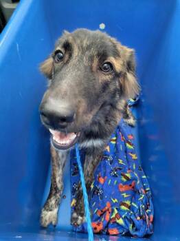 Rescue Mixed Breed Dogs for Adoption in Dallas, Texas - JO | PetCurious