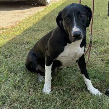 Rescue Great Dane and Black Labrador Retriever Dogs for Adoption in Spring, Texas - Mona | PetCurious