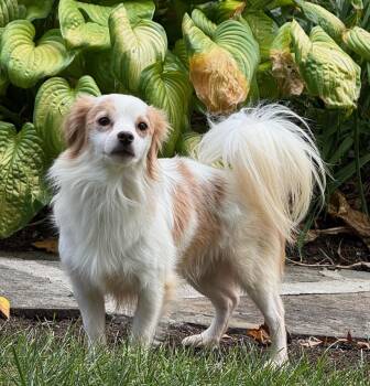 Nolan -  Papillon and Mixed Breed Dog for Adoption in Ellicott City, Maryland - Nolan | PetCurious