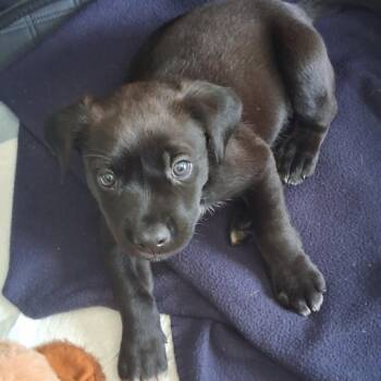 Toothless -  Mixed Breed Dog for Adoption in Mebane, North Carolina - Toothless | PetCurious