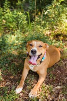 MAPLE -  Mixed Breed Dog for Adoption in Newborn, Georgia - MAPLE | PetCurious