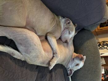 Brandy -  American Staffordshire Terrier Dog for Adoption in Rochester, New York - Brandy | PetCurious