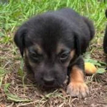 River (available on 10/29) -  Labrador Retriever Dog for Adoption in Briarcliff Manor, New York - River (available On 10/29) | PetCurious