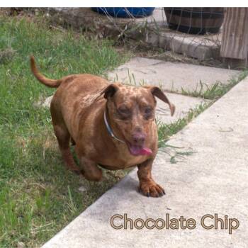 Dachshund Dogs Available for Adoption in San Antonio, Texas - Chocolate Chip | PetCurious