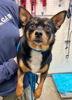 Chihuahua and Miniature Pinscher Dogs Available for Adoption - BIC BIC | PetCurious