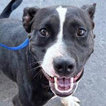 Finny - URGENT -  American Staffordshire Terrier Dog for Adoption in Thousand Oaks, California - Finny - URGENT | PetCurious
