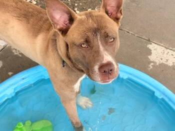 CHUCK -  Pit Bull Terrier and Mixed Breed Dog for Adoption in Tulsa, Oklahoma - CHUCK | PetCurious