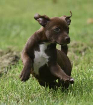 Fandie -  Pit Bull Terrier and Chihuahua Dog for Adoption in Mechanicsburg, Pennsylvania - Fandie | PetCurious