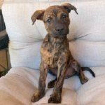 Jack -  Mixed Breed Dog for Adoption in Green Valley, Arizona - Jack | PetCurious