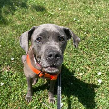 Rescue American Staffordshire Terrier Dogs for Adoption in Northville, Michigan - Sophia | PetCurious
