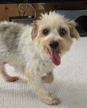 Wendy -  Yorkshire Terrier and Maltese Dog for Adoption in Overland Park, Kansas - Wendy | PetCurious