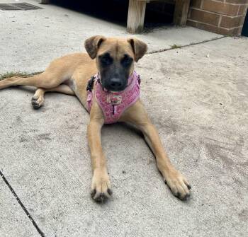 Rescue Mountain Cur Dogs for Adoption in Mount Pleasant, South Carolina - Lexi | PetCurious