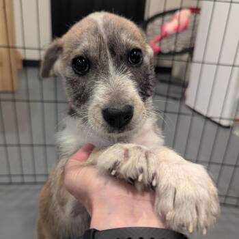 Miniature Schnauzer and Labrador Retriever Dogs Available for Adoption in Sparta, New Jersey - Francesca | PetCurious