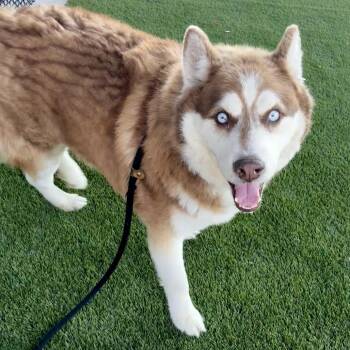 Gumbo -  Husky and Mixed Breed Dog for Adoption in Saint Joseph, Missouri - Gumbo | PetCurious