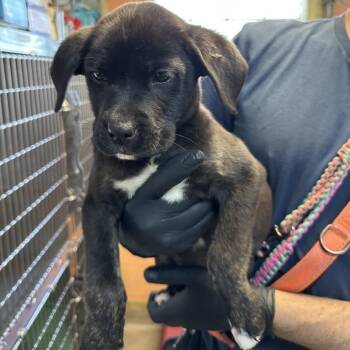 English Bulldog and Terrier Dogs Available for Adoption - Fonduta | PetCurious