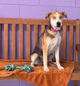 **CLEA** -  Labrador Retriever and Hound Dog for Adoption in North Prairie, Wisconsin - **CLEA** | PetCurious
