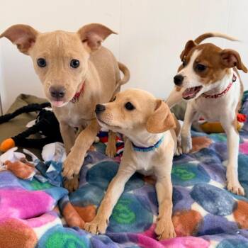 Dew -  Chihuahua and Mixed Breed Dog for Adoption in Green Bay, Wisconsin - Dew | PetCurious