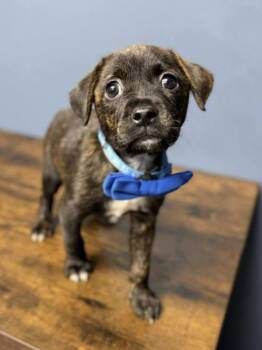 Rescue Pit Bull Terrier and Boxer Dogs for Adoption in Fort Collins, Colorado - Smoochie | PetCurious