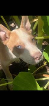 Rescue Shetland Sheepdog Sheltie Dogs for Adoption in Chelsea, Alabama - Willow (280 Pup Litter) | PetCurious