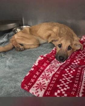 German Shepherd Dog Dogs Available for Adoption - Darla | PetCurious