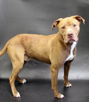 American Bulldog and Mixed Breed Dogs Available for Adoption - KYLO | PetCurious