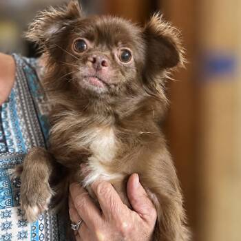 Rosie -  Chihuahua Dog for Adoption in Pittsburg, Kansas - Rosie | PetCurious